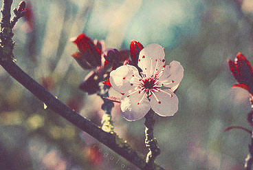 短信轰炸机网页